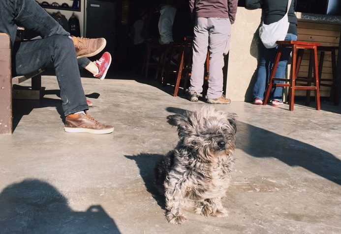 Tofino Brewing dog